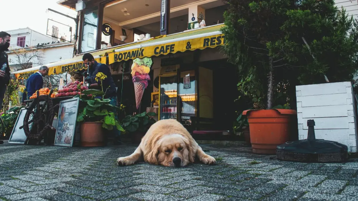 A dog lying calmly on a kitchen floor beside an empty food bowl