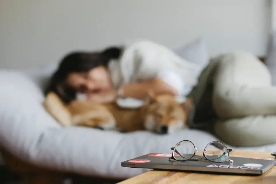 A dog resting calmly on a dog bed near its owner