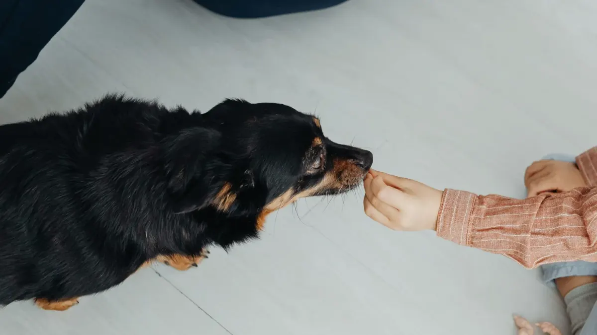 A dog taking a soft chew treat from an owner's open palm