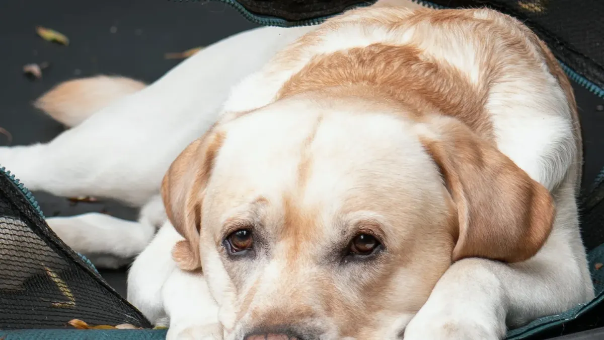 A golden retriever lying quietly next to an untouched food bowl
