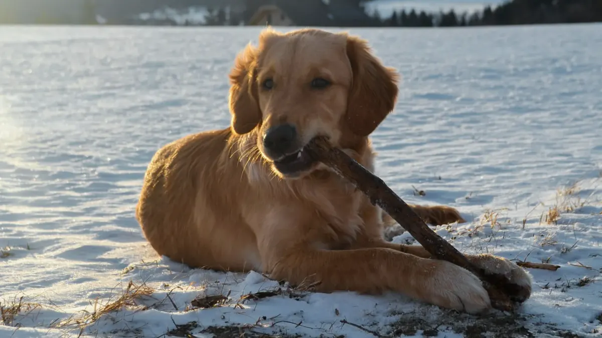A golden retriever taking a soft chew treat from its owner's hand