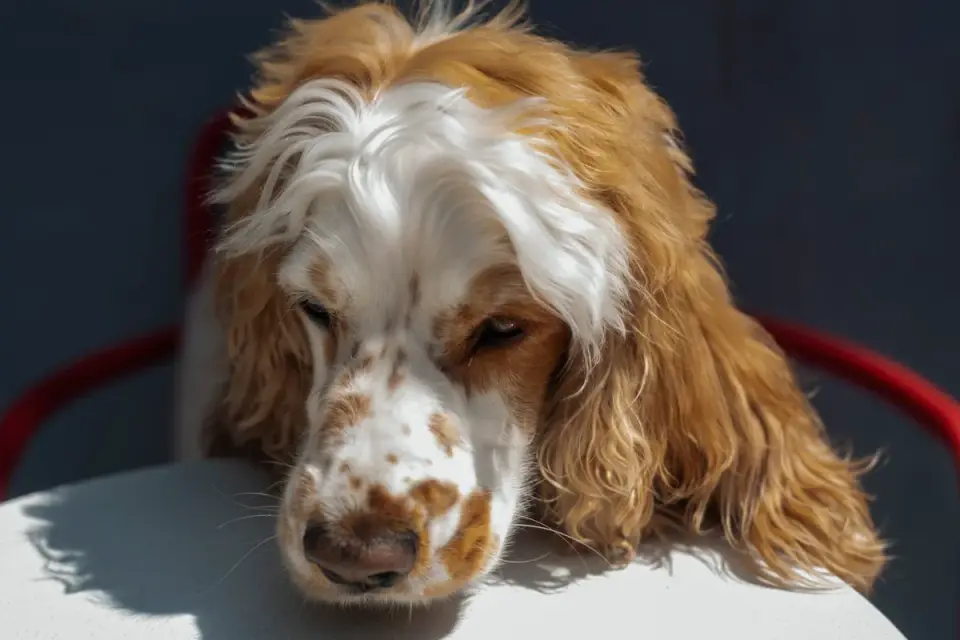 A veterinarian examining a spaniel on an exam table