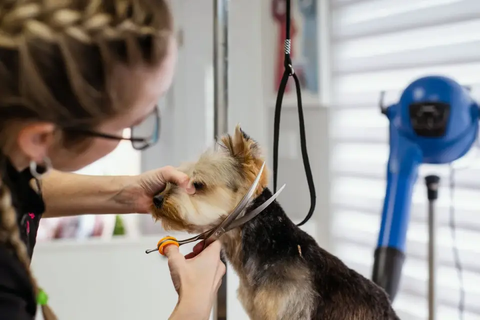 A veterinarian gently examining a dog&#x27;s abdomen during a wellness checkup