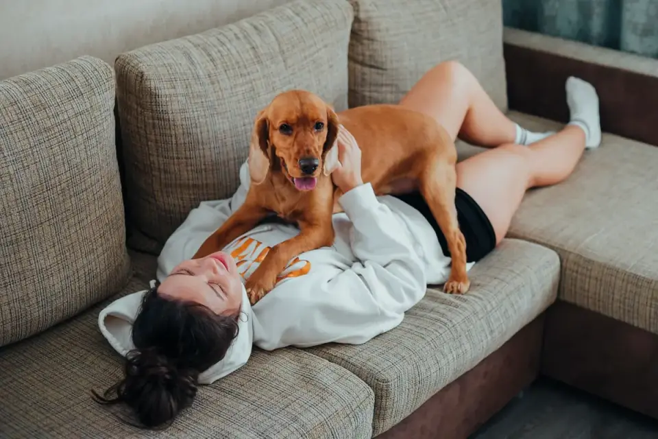 A veterinarian gently palpating a dog&#x27;s abdomen during a checkup