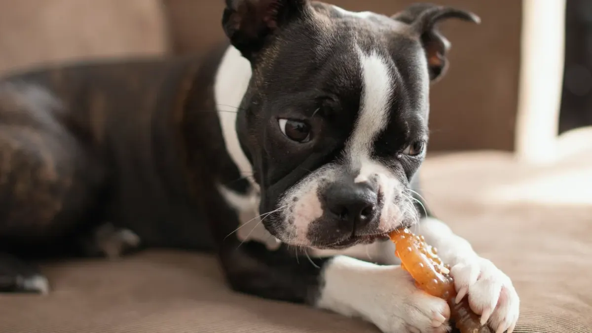 An owner offering a soft chew treat to a dog in a home kitchen