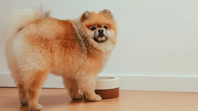 Dog eating from a bowl at home