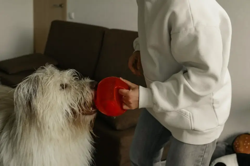 Dog eating from a bowl at home