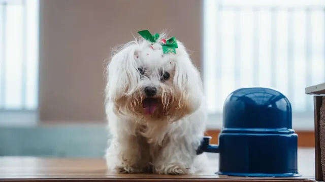 Dog eating from a bowl at home
