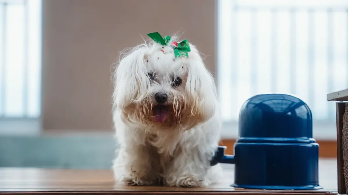 Dog eating from a bowl at home