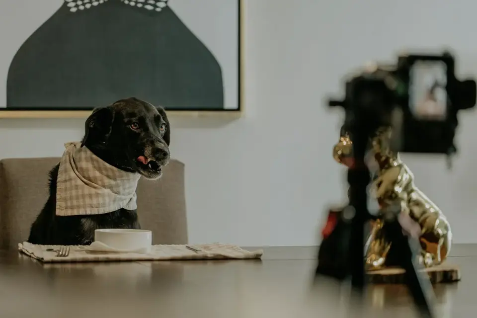 Dog eating from a bowl at home