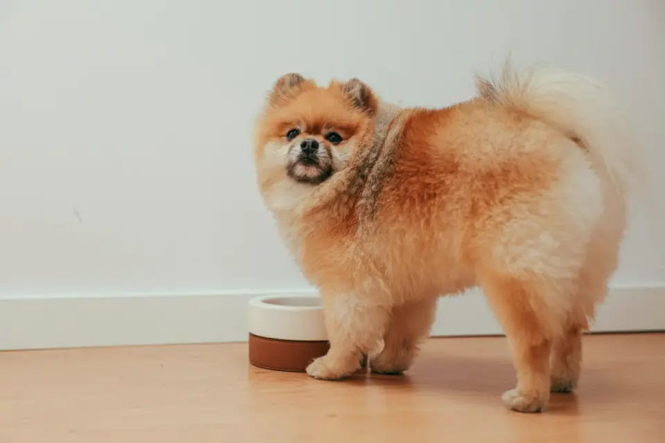 Dog eating from a bowl at home