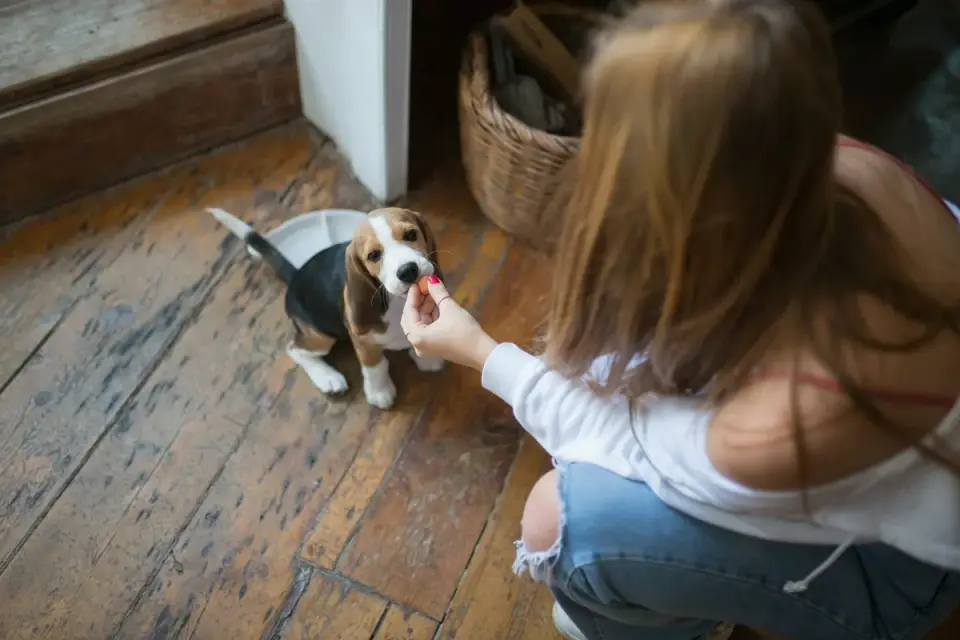 Dog eating from a bowl at home