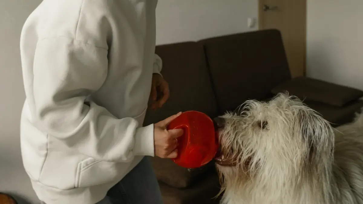 Dog eating from a bowl at home