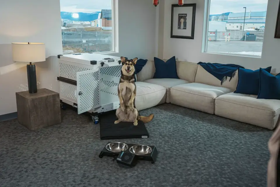 Dog eating from a bowl at home