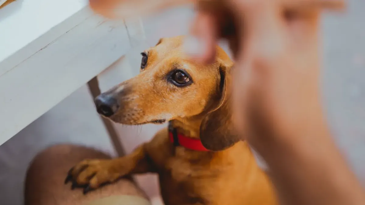 Dog owner preparing a meal