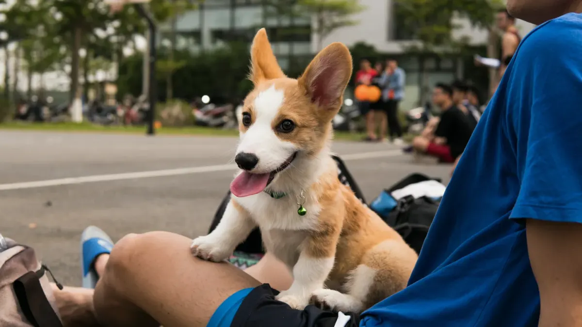 Dog owner preparing a meal