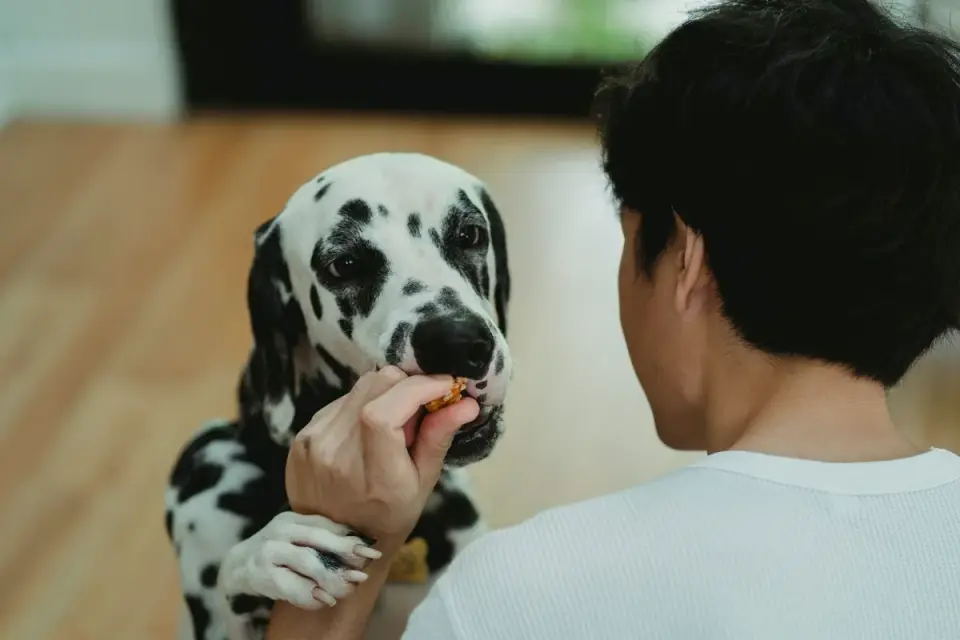 Dog owner preparing a meal