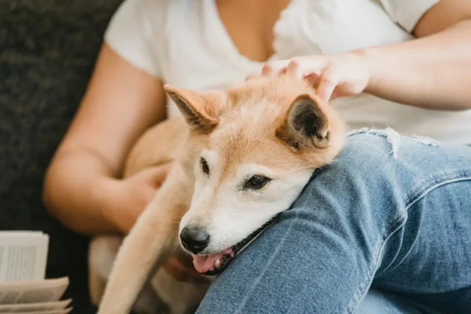 Dog resting beside an owner