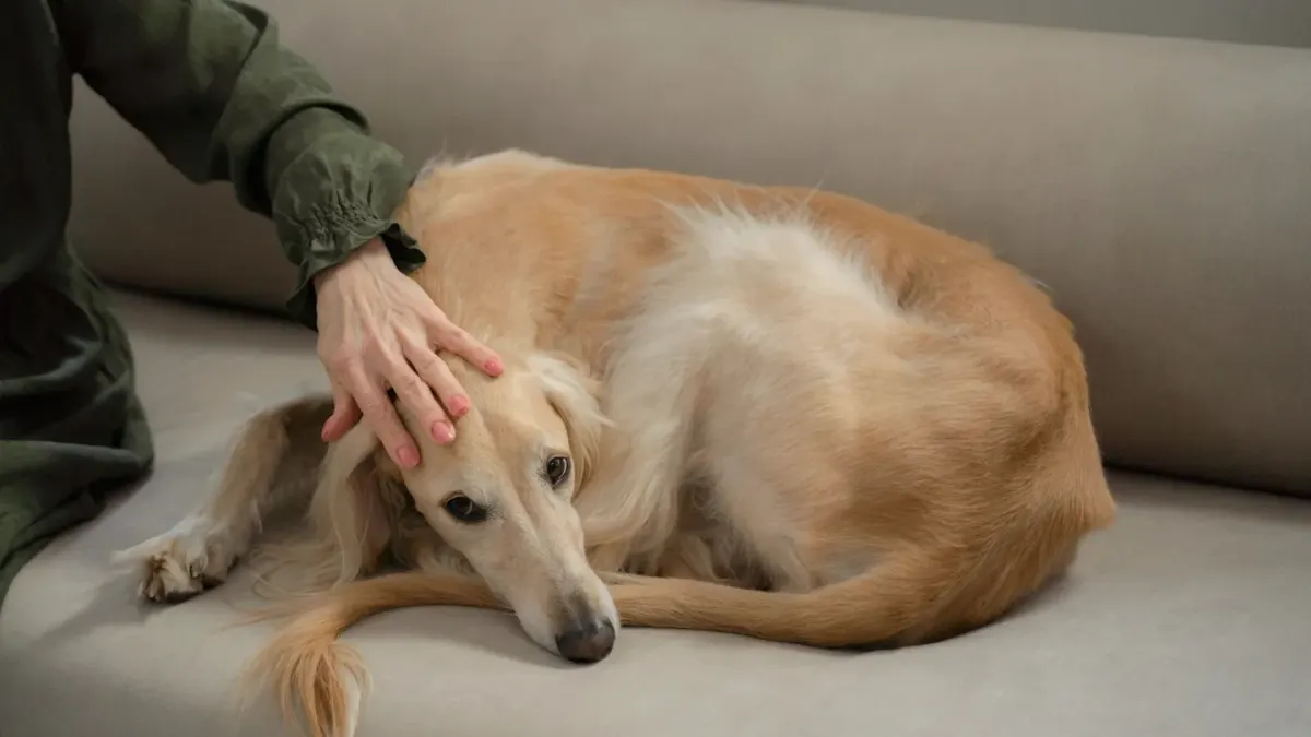Dog resting beside an owner