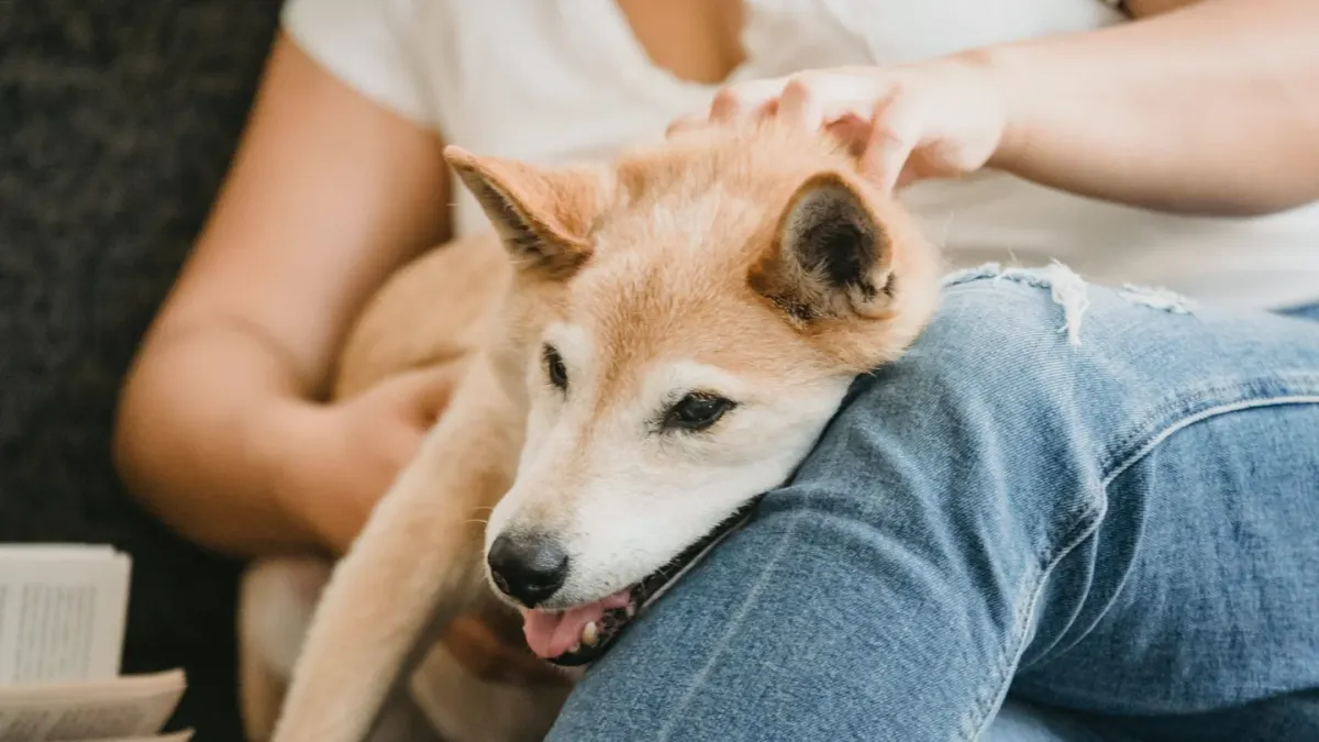 Dog resting beside an owner