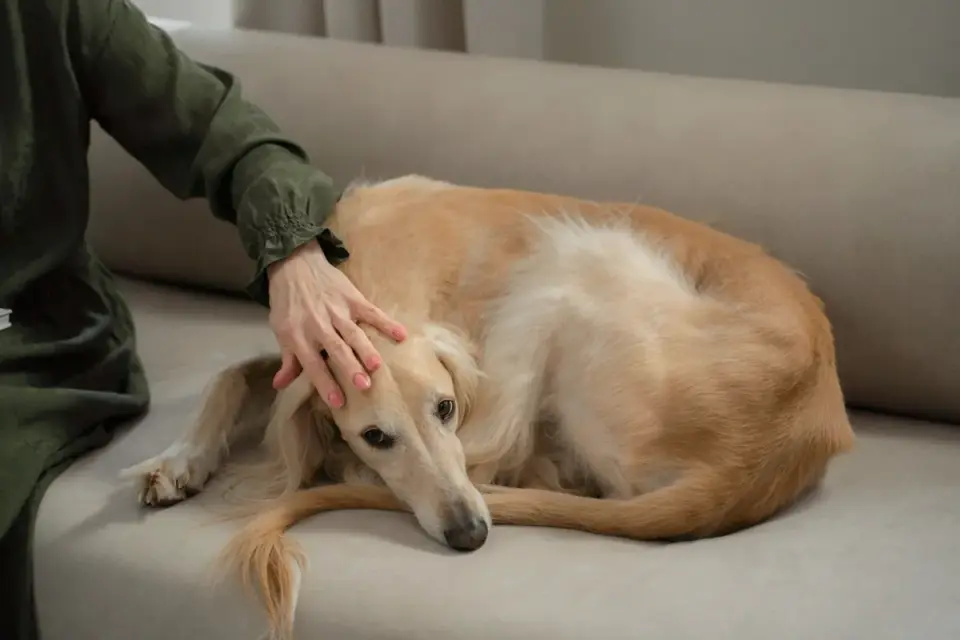 Dog resting beside an owner