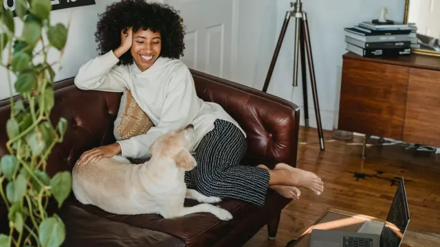 Dog resting beside an owner