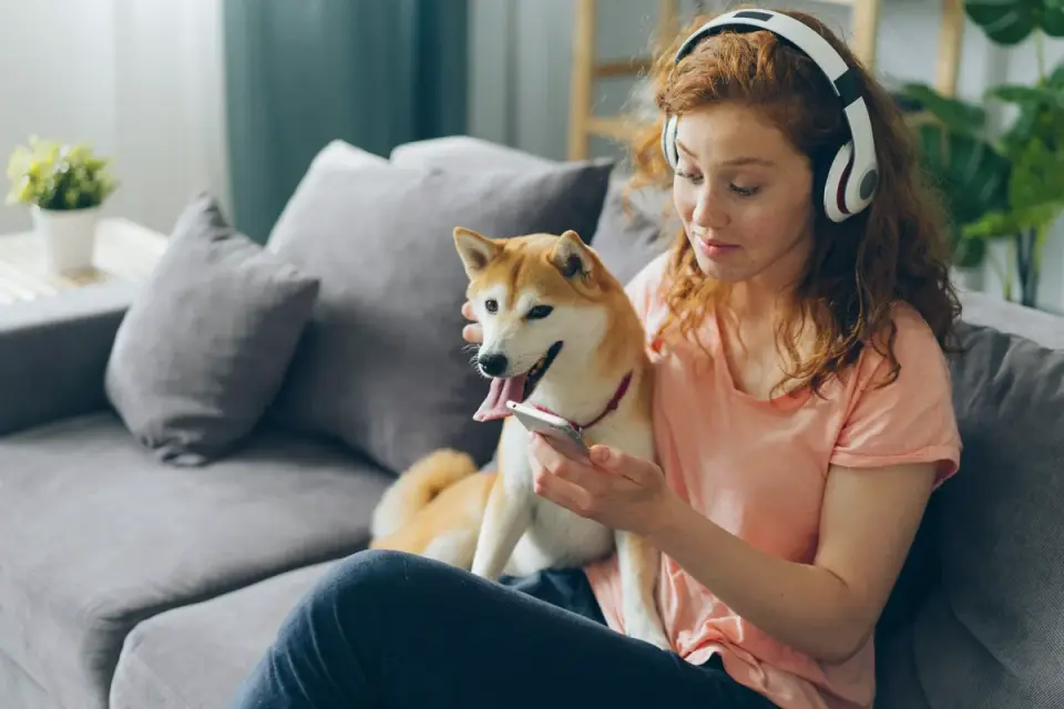Dog resting beside an owner