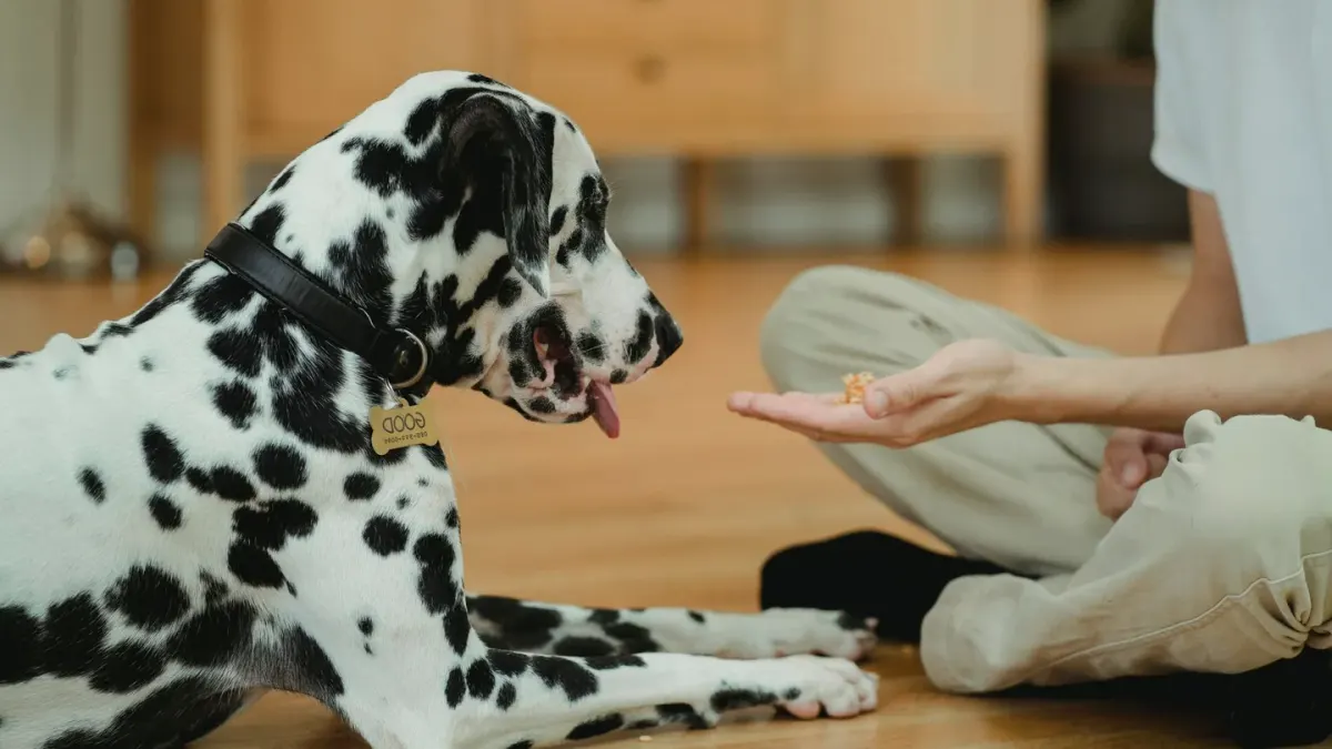 Owner handing a soft chew treat to a dog standing in a kitchen