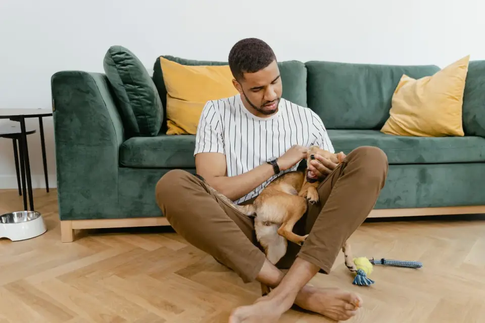 Veterinarian gently palpating a dog&#x27;s abdomen during a wellness exam